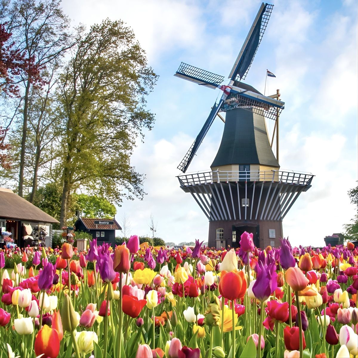 Seizoensgebonden bloemen van lokale Nederlandse telers